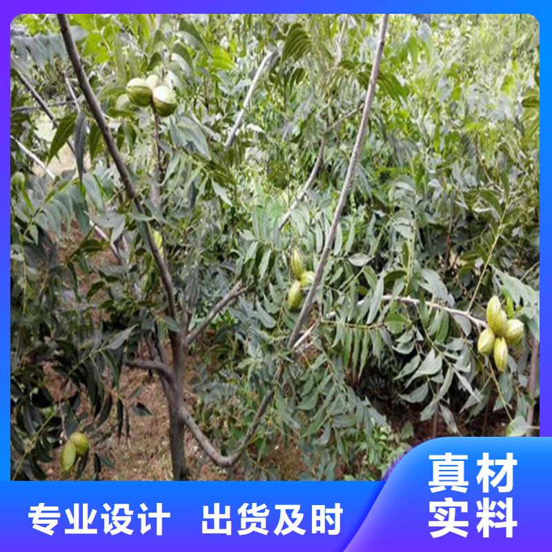 核桃苗莫妮卡西梅树苗厂家直销直供