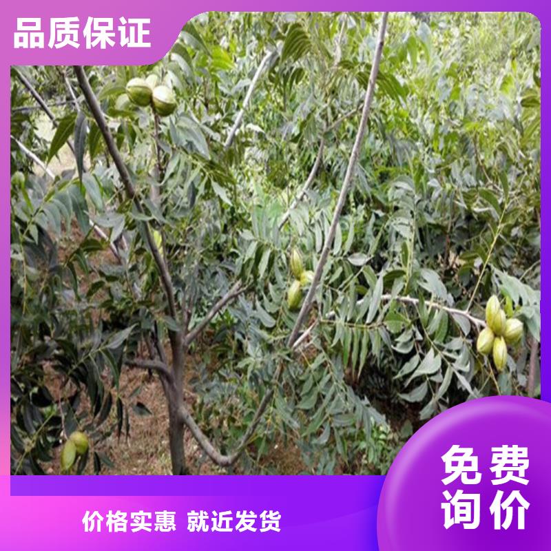 核桃苗桃树苗品质卓越