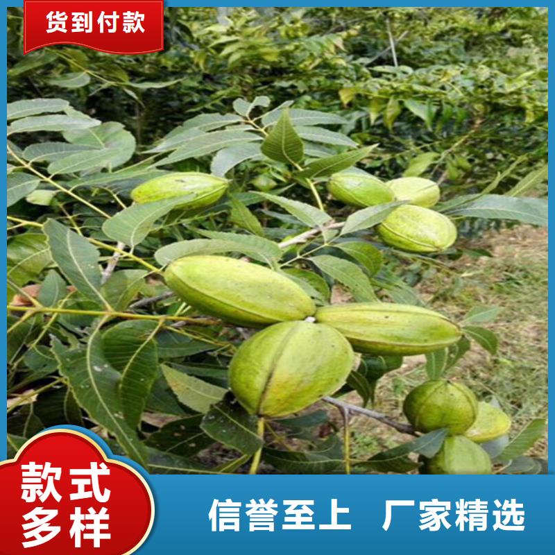 核桃苗大红袍花椒苗应用范围广泛