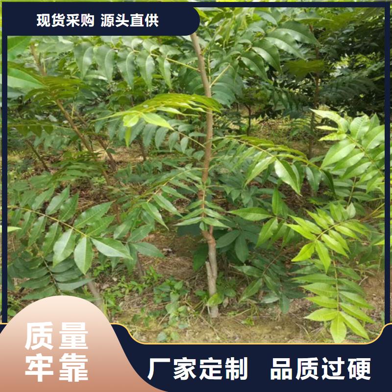 核桃苗莫妮卡西梅树苗厂家直销直供