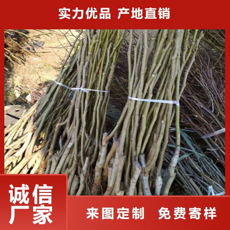 核桃苗【果树苗】厂家实力雄厚