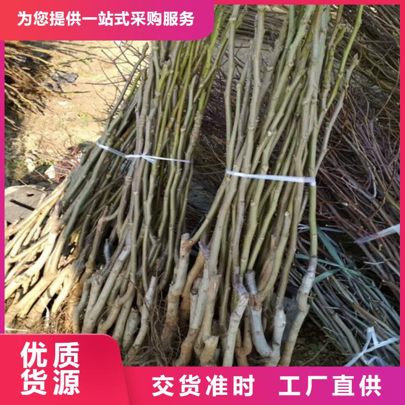 核桃苗柱状梨树苗定制销售售后为一体