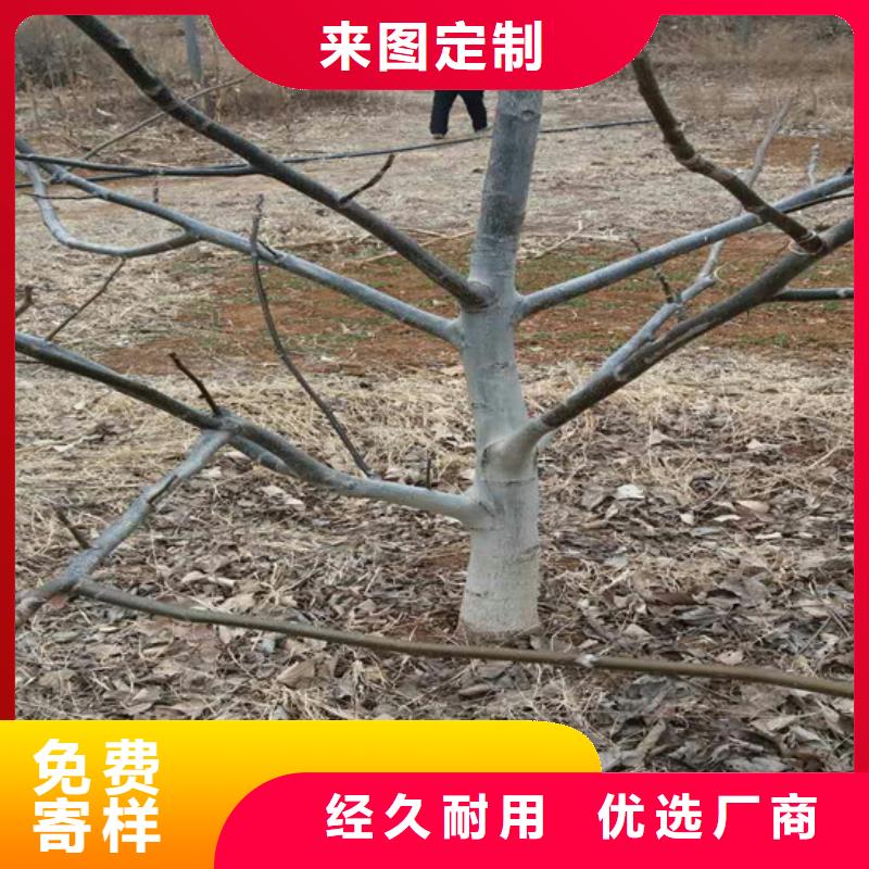 核桃苗 【果树苗批发基地】就近发货广祥无花果树苗
