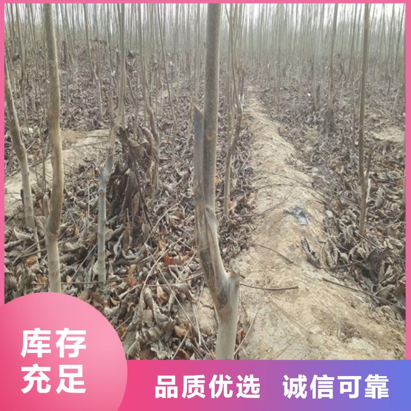 核桃苗苹果苗好产品放心购