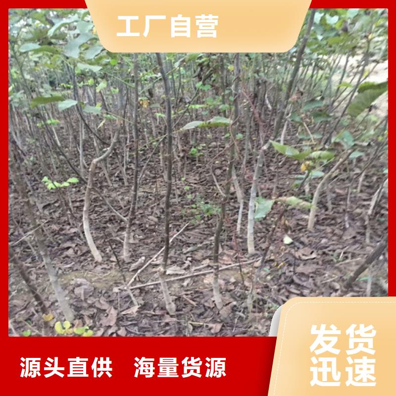 库存齐全厂家直供 核桃苗 【梨树苗基地】有实力有经验-【本地】供应商