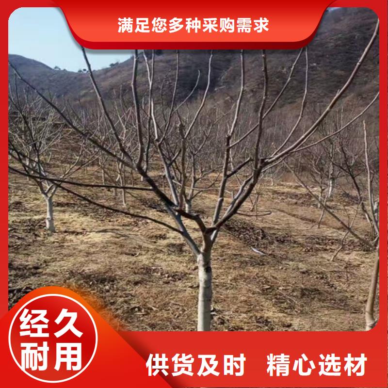 核桃苗大红袍花椒苗应用范围广泛
