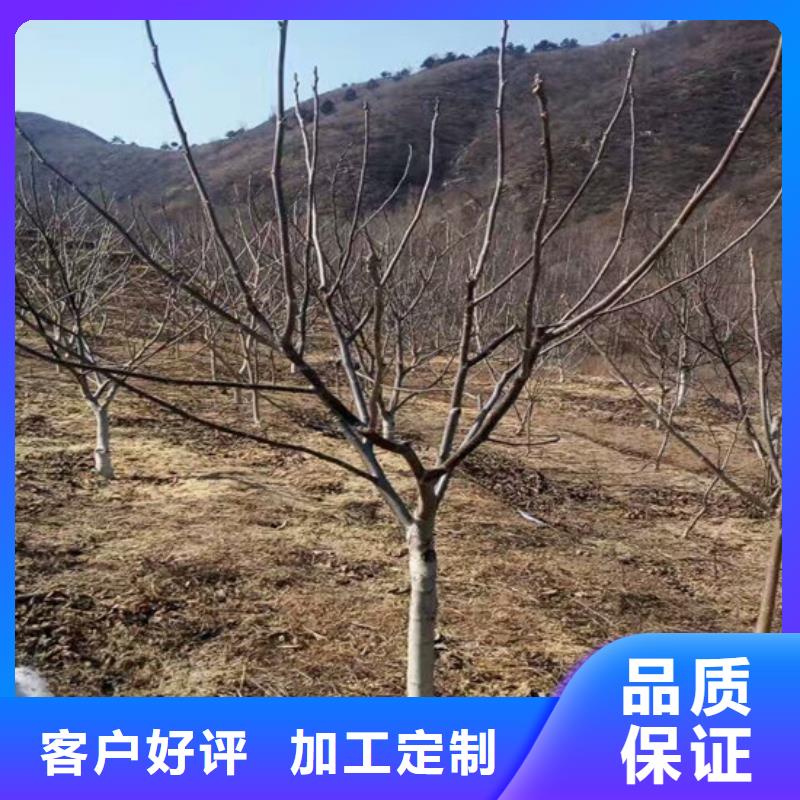 核桃苗红油香椿树苗多年行业积累