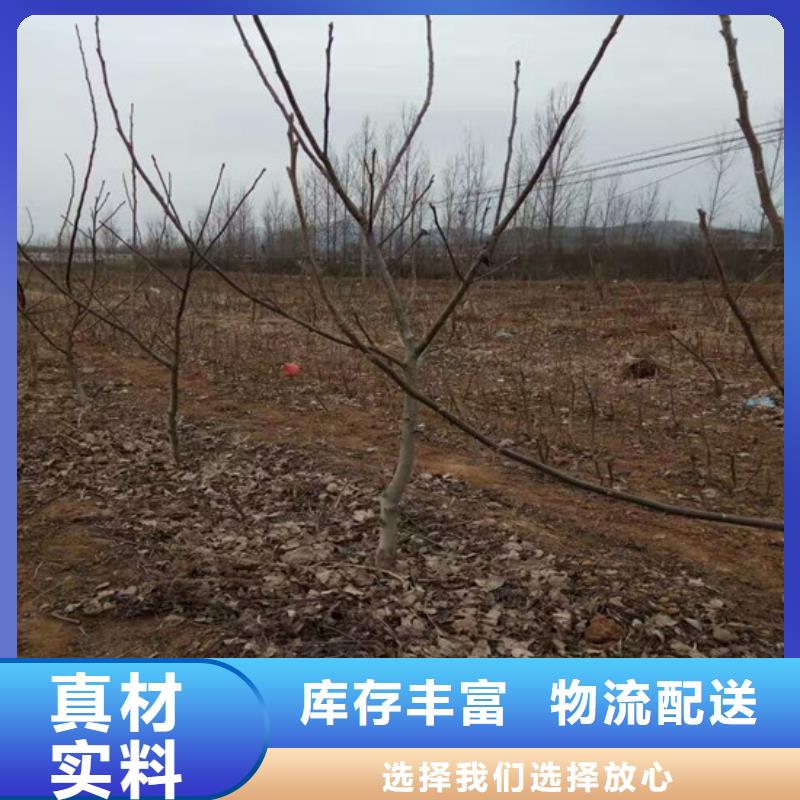核桃苗 【果树苗批发基地】就近发货广祥无花果树苗