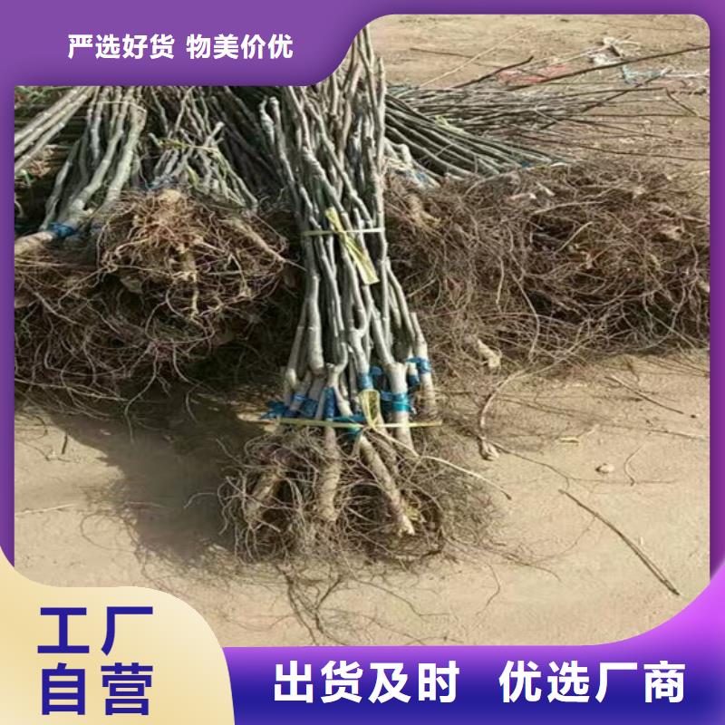 核桃苗果树苗批发基地厂家直销省心省钱
