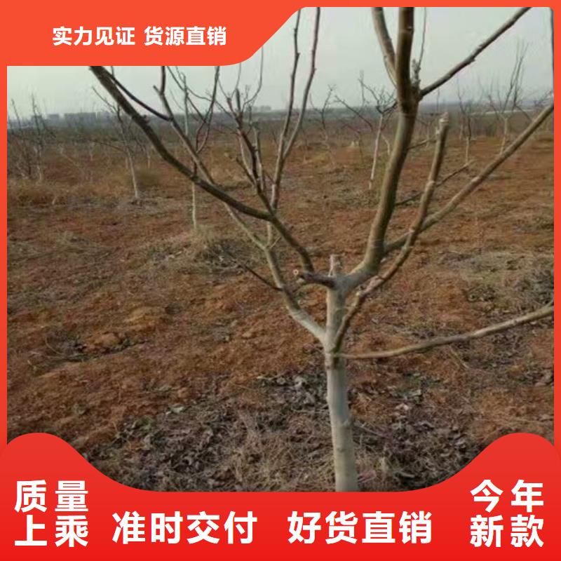 核桃苗-大红袍花椒苗好品质用的放心