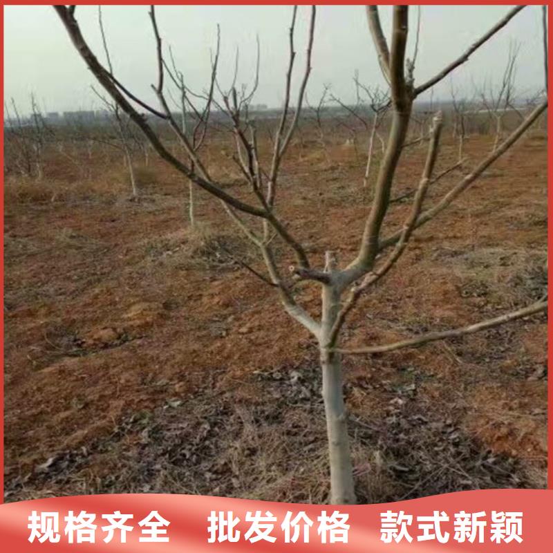 核桃苗-香椿树苗质量无忧