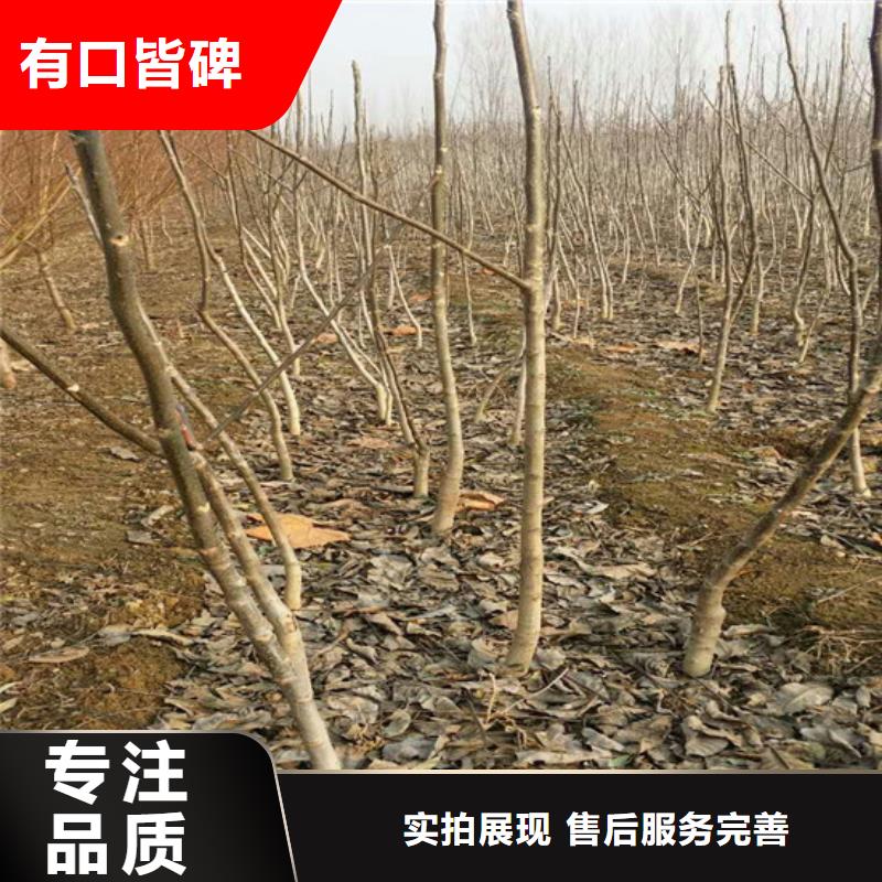 【核桃苗,大红袍花椒苗当地货源】
