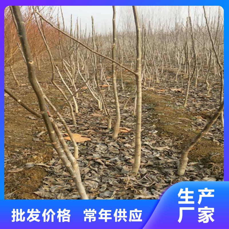核桃苗-大红袍花椒苗好品质用的放心