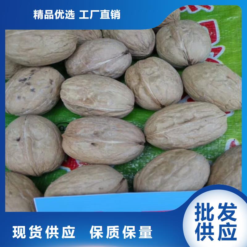 核桃苗-红颜草莓来图定制