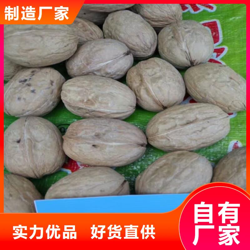 核桃苗莫妮卡西梅树苗厂家直销直供