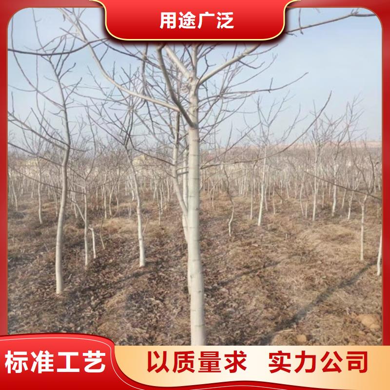 核桃苗,大棚草莓苗一周内发货