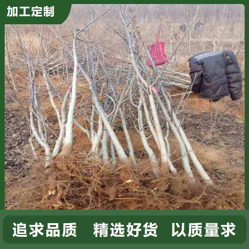 核桃苗香椿树苗颜色尺寸款式定制