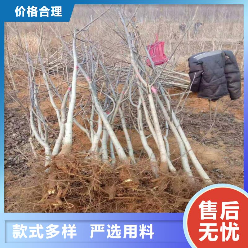 核桃苗樱桃苗买的放心