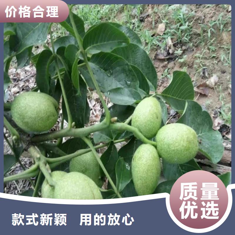 核桃苗,软籽石榴树苗诚信为本