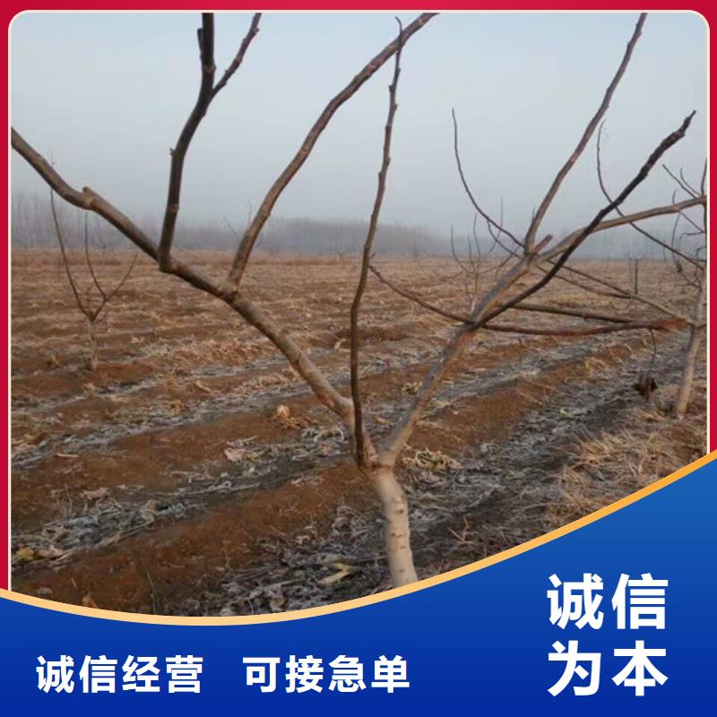 核桃苗桃树苗源厂直销