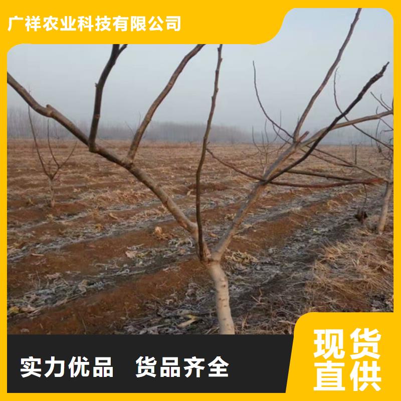 核桃苗草莓苗价格价格有优势