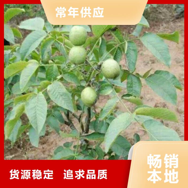 核桃苗大棚草莓苗现货齐全售后无忧
