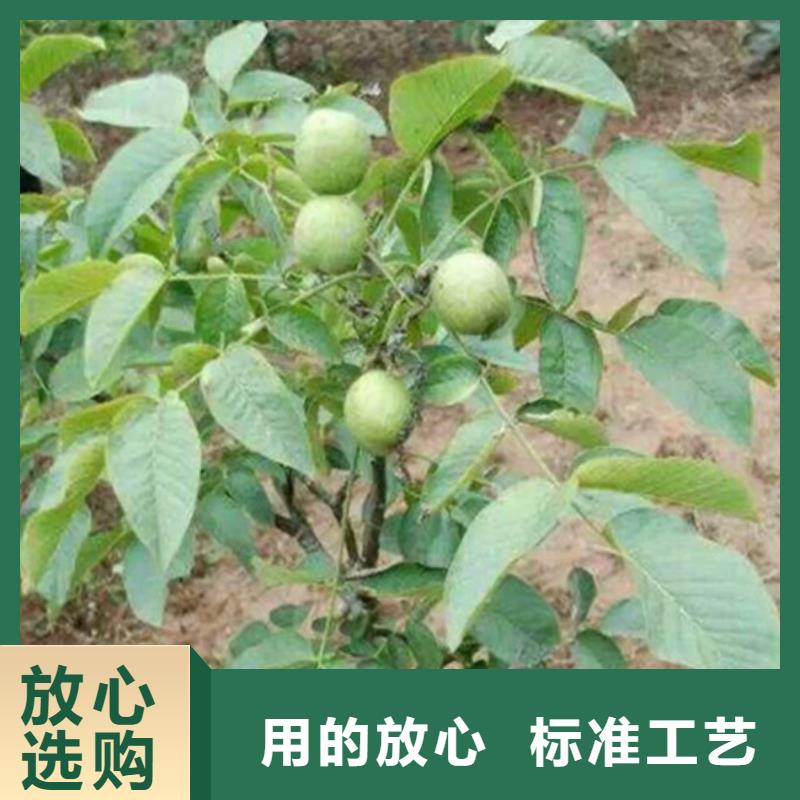 核桃苗蟠枣树苗我们更专业
