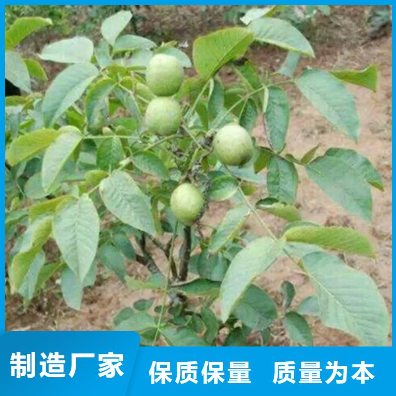 核桃苗香椿树苗颜色尺寸款式定制