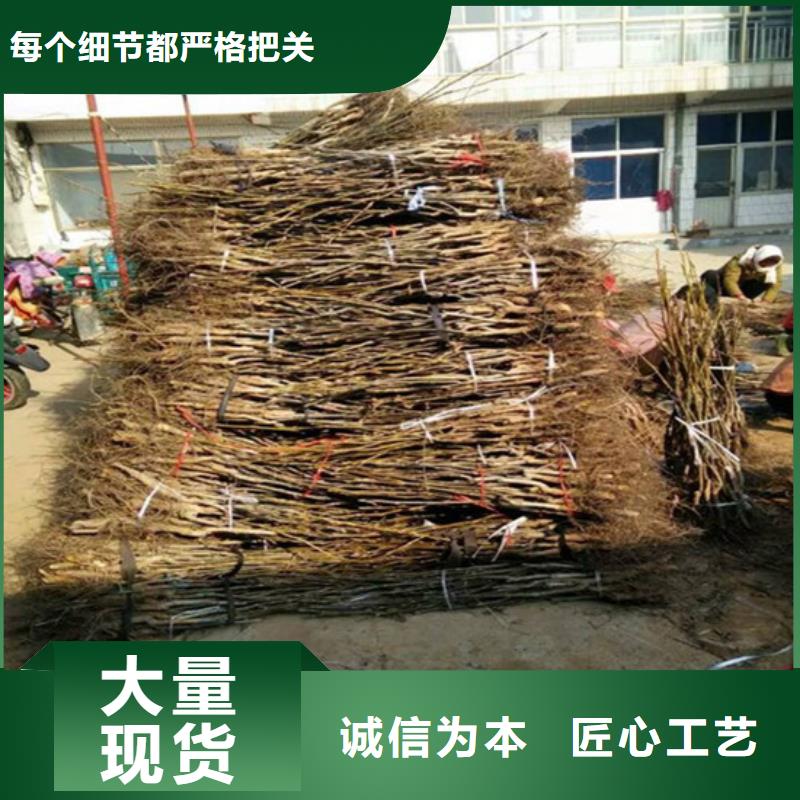 核桃苗-草莓规格型号全