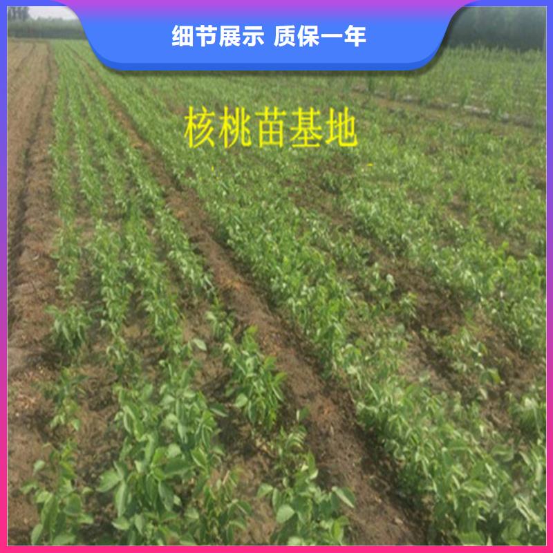 核桃苗油桃树苗订制批发