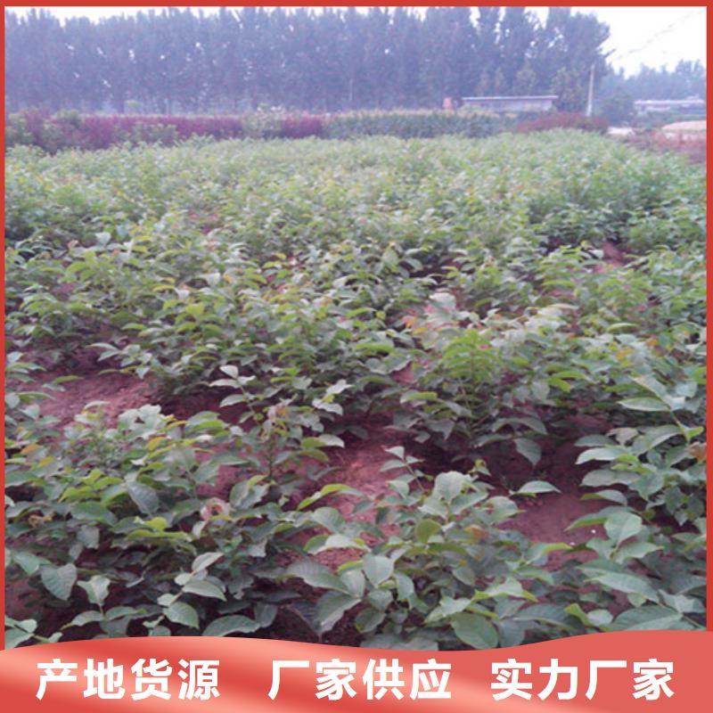 核桃苗_桃树苗质量牢靠