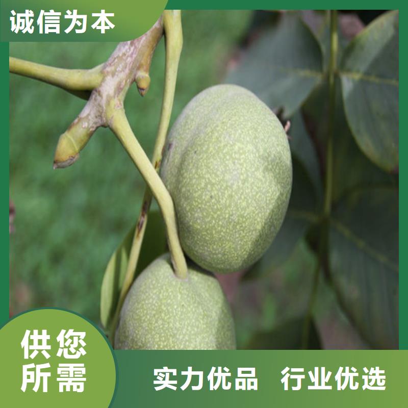 核桃苗樱桃苗买的放心