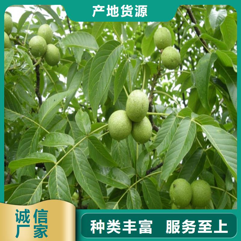 核桃苗-青苹果树苗售后服务完善