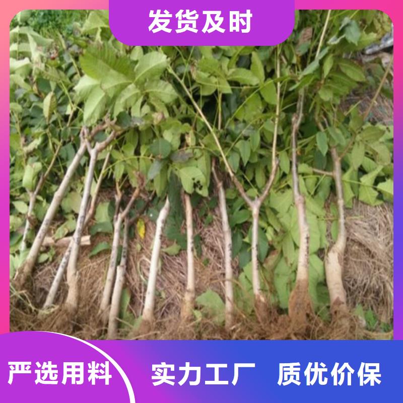 核桃苗红蜜桃树苗甄选好厂家
