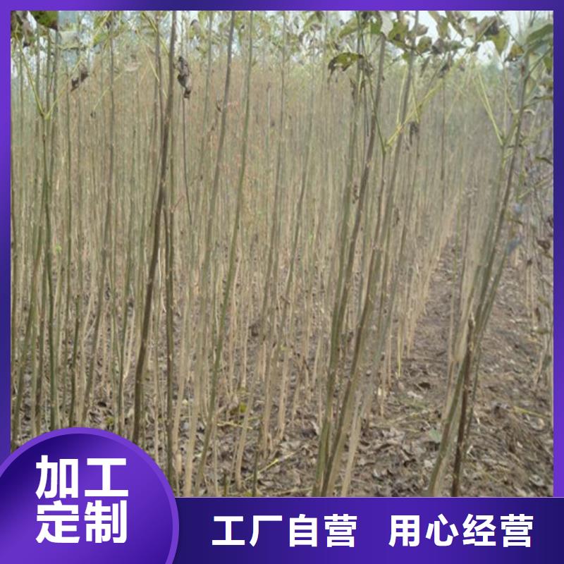 核桃苗草莓苗价格丰富的行业经验