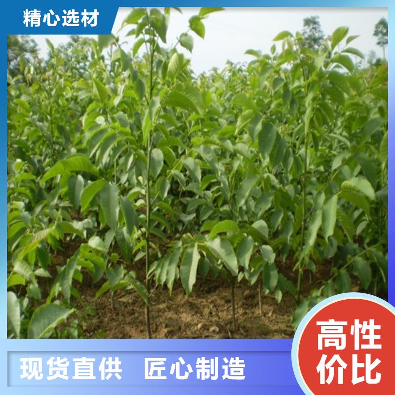 核桃苗白桃树苗严选材质