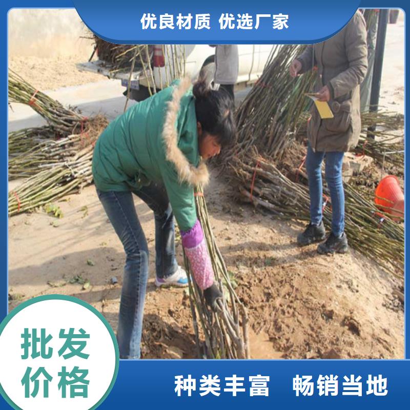核桃苗西梅树苗资质认证