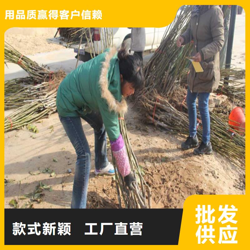 核桃苗大红袍花椒苗应用范围广泛