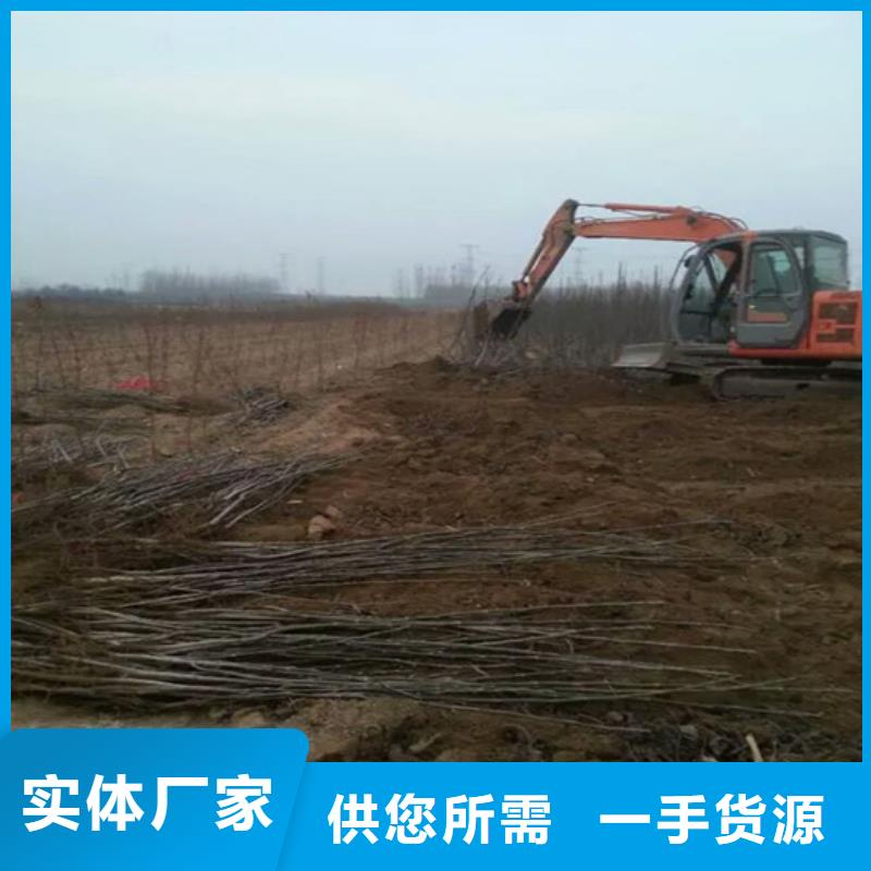 核桃苗油桃树苗订制批发