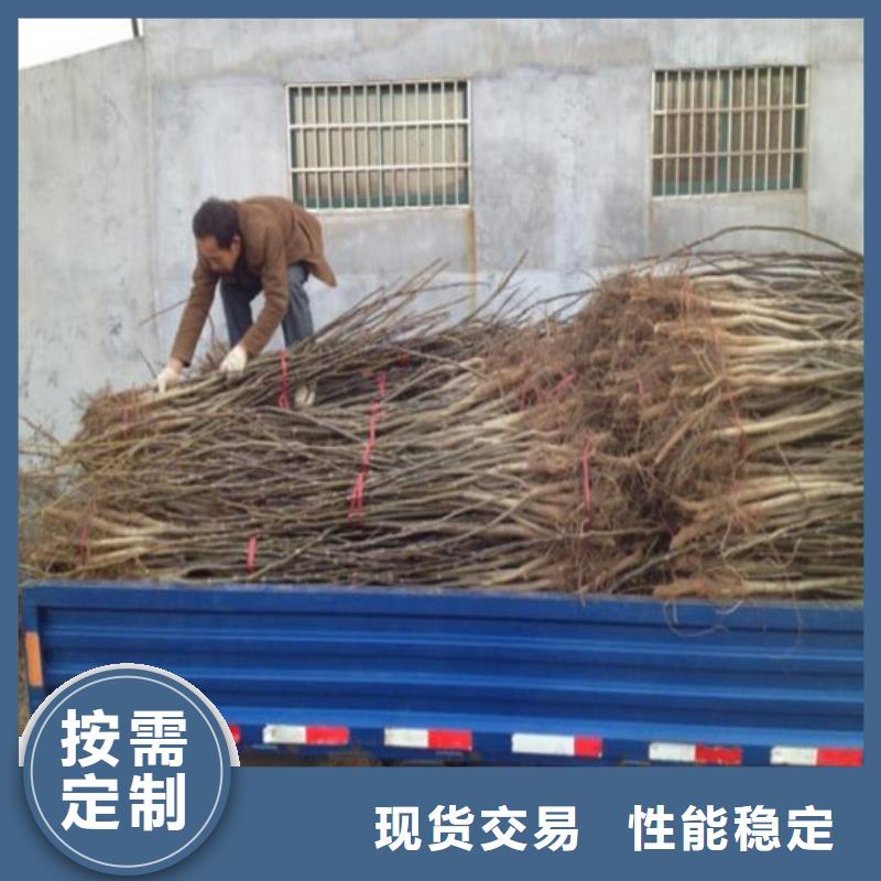 核桃苗-大棚草莓苗按需设计