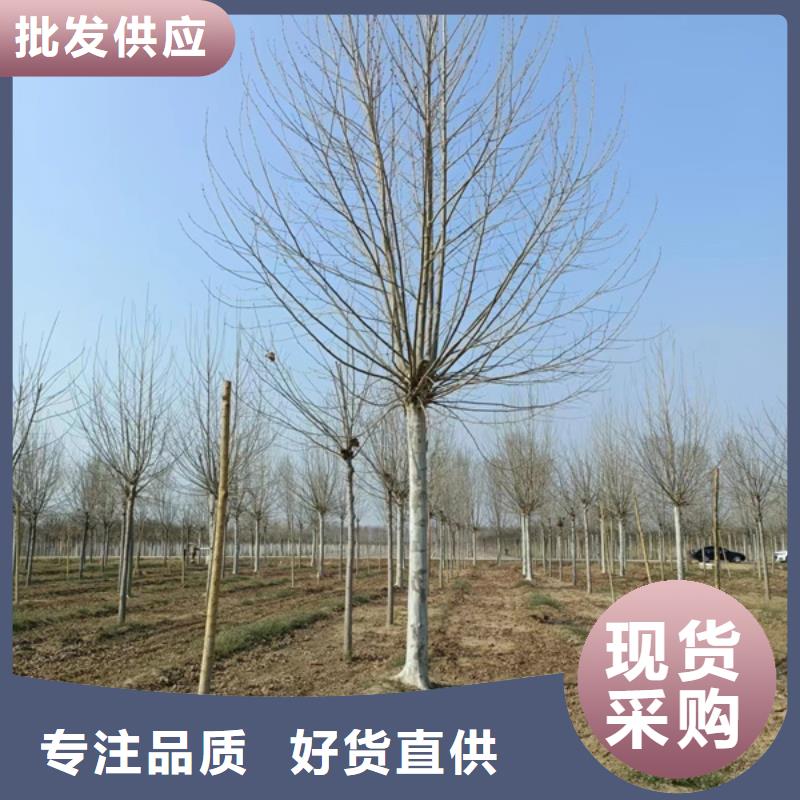 【法桐】-美国红枫品质优选