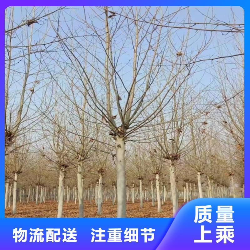 法桐 炫丽海棠质量优选