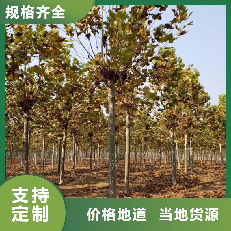 法桐,国槐真诚合作