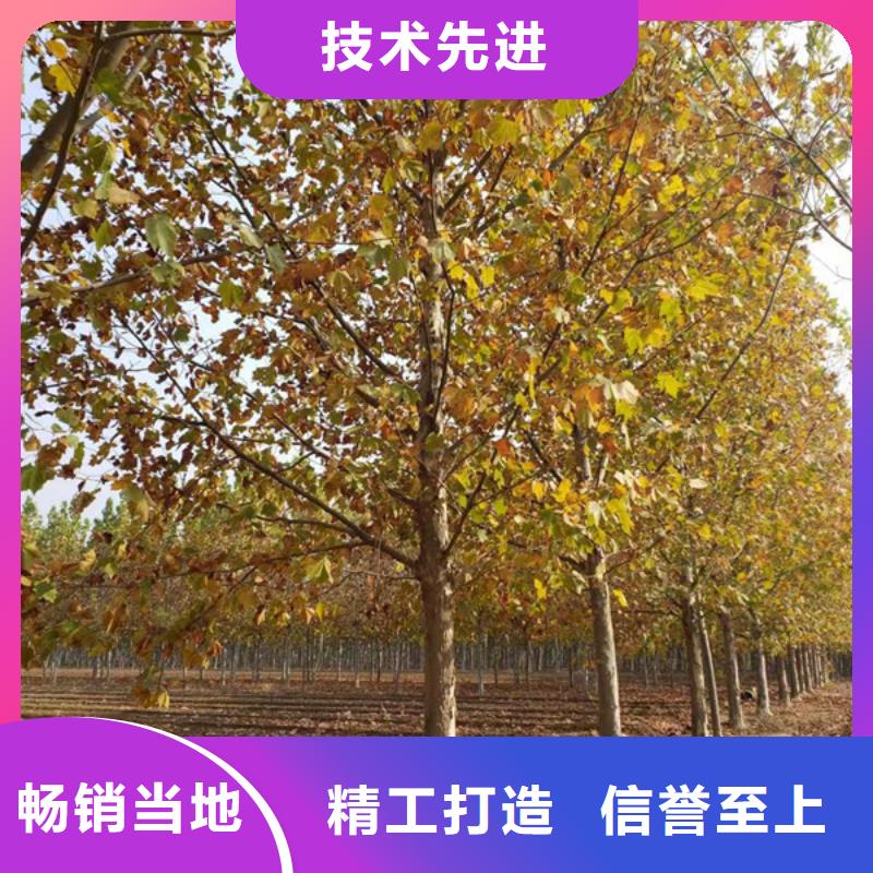 揭西|揭东|阳江|广州|珠海|茂名|东莞|潮州法桐,【金叶白蜡】支持定制工厂认证
