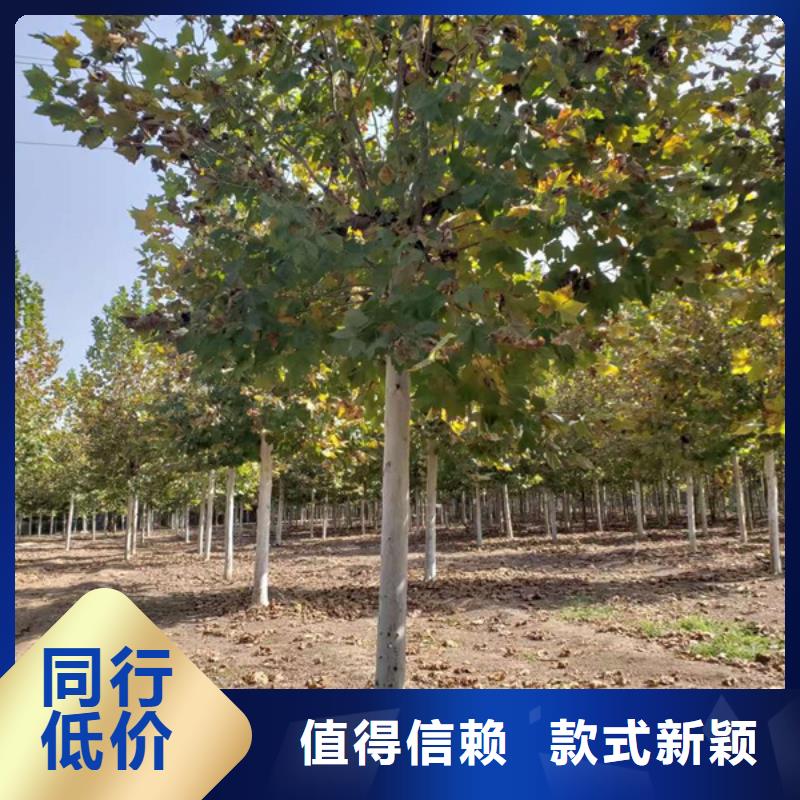 法桐白蜡细节之处更加用心