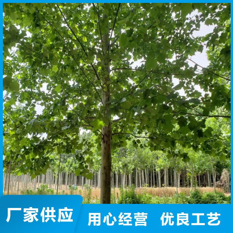 文昌市法桐树12公分价格基地法桐