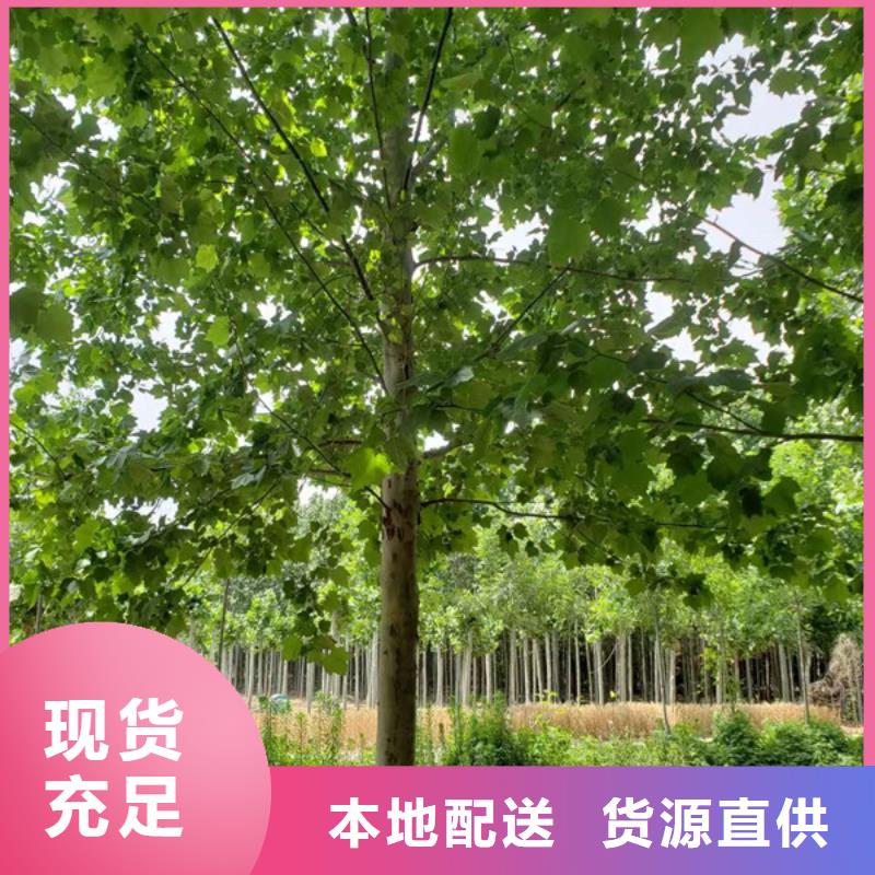 法桐北京栾选择我们没错