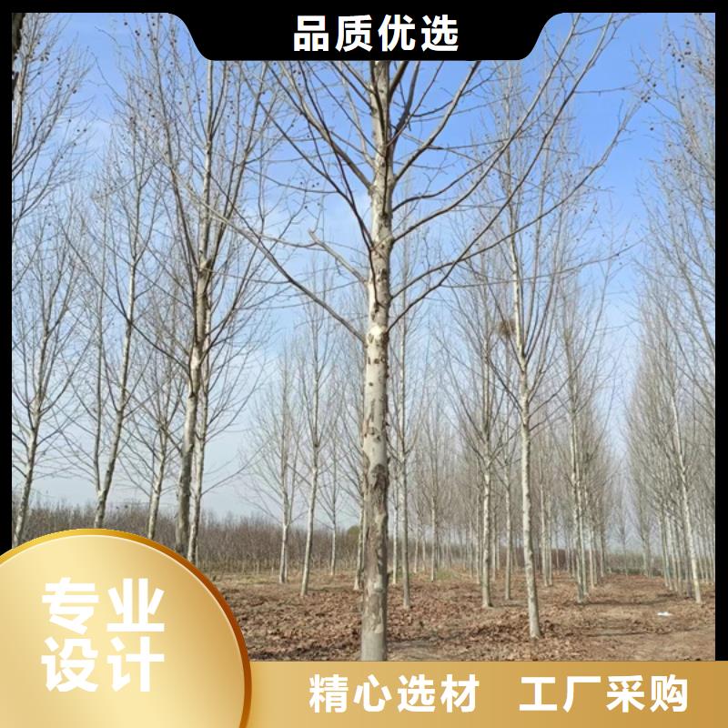 法桐_白蜡正规厂家