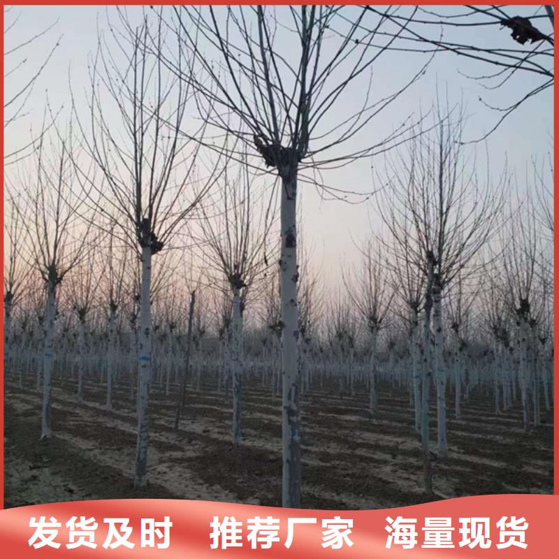 8公分法桐价格种植基地法桐