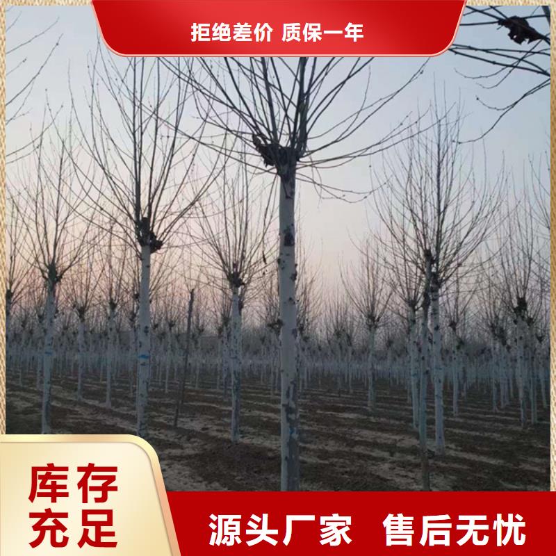 法桐樱花诚信厂家